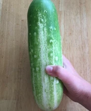 10 Large BURPLESS Cucumber Seeds Organic non-GMO