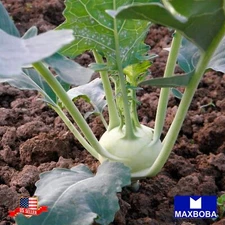 Kohlrabi Fresh Seeds - Early White Vienna Non-GMO Heirloom Vegetable Garden