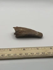 Tyrannosaurus T REX 2.75” African Carcharodontosaurus REAL FOSSIL CS 139