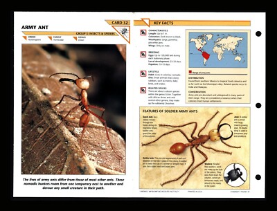 Army Ant Wildlife Fact File Insect & Spider Card Home School Study 5.32 ...