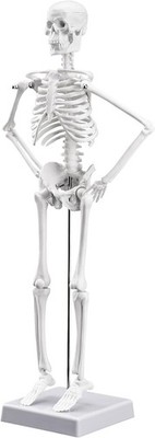 17.7 Inch Human Anatomy Skeleton Model with Removable Limbs for Study & Display