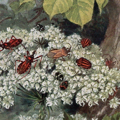 Flower and Tree Bugs on Wildflowers Antique Entomology Illustration 1911