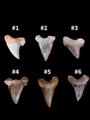Palaeocarcharodon Haizahn Fossil | Ausgestorbener Wellenschliffhai | 100% Original