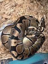 Ball Python 3ft Long