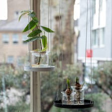 Vermehrungsvase aus Glas für Stecklinge, Zwiebeln, Avocadosamen, Nüsse 11 cm