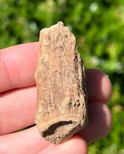 Texas Fossil Pronghorn Antelope Antler Pleistocene Ice Age Mammal RARE