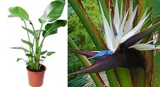 White Bird of Paradise - 10 Strelitzia Nicolai Indoor House Plant Seeds