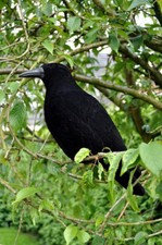 20 stuck Beflockte Lockkrähen für erfolgreiche Krähenjagd. Lockjagd, Lockkrähe