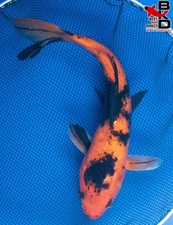11" HI UTSURI Live Koi Fish Garden Pond 11/11