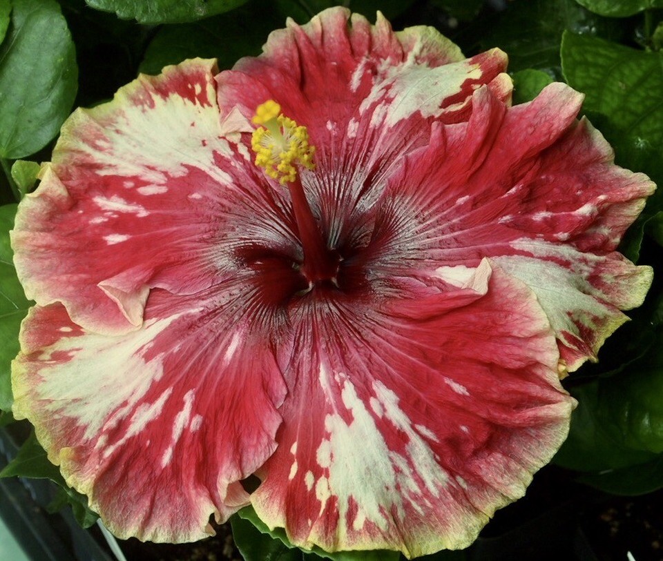 TAHITIAN CHANTAL'S VALENTINE Tropical Hibiscus Plant in 4.5" pot eBay