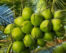 Dwarf Organic Coconut 4 sprouted seeds