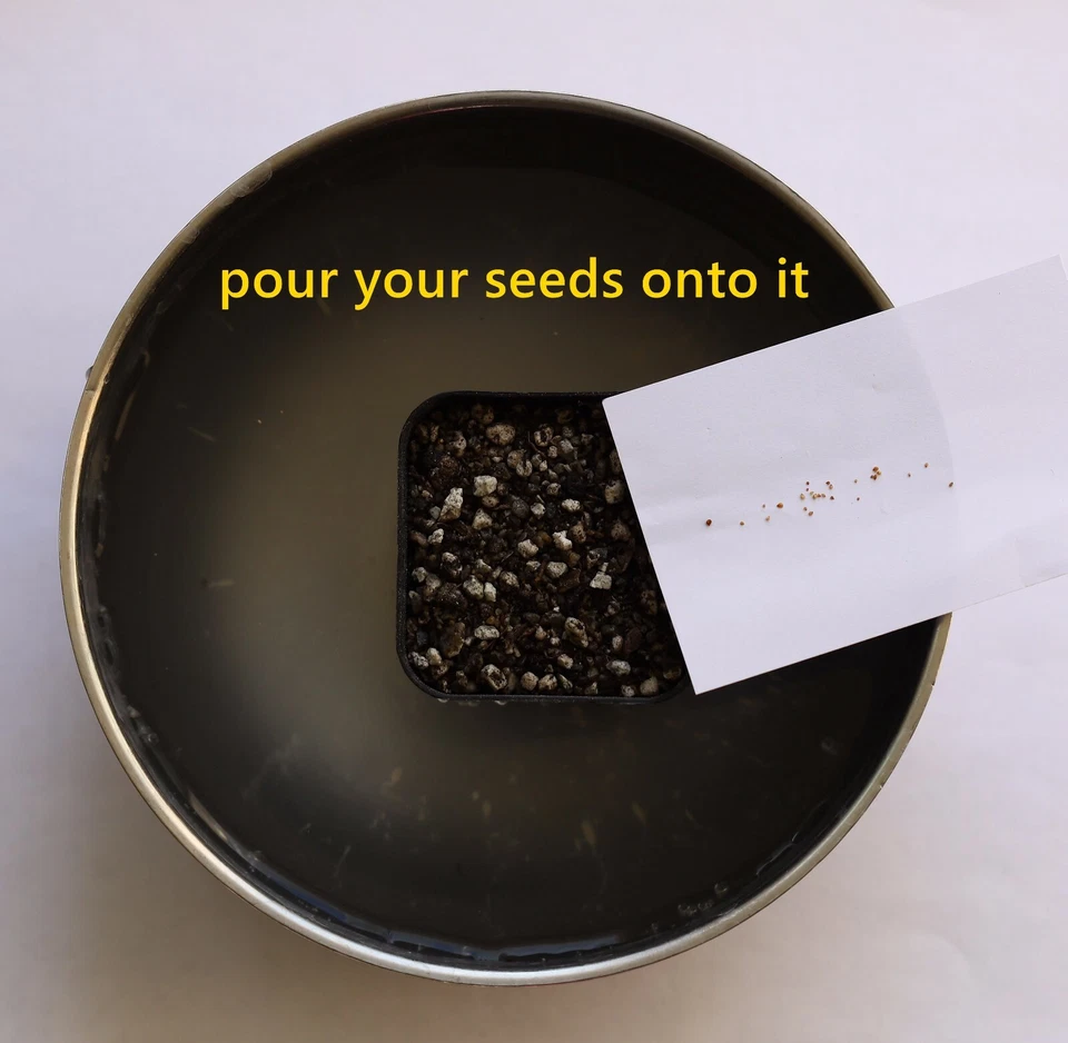 Lithops Germination Sowing Kit -Soil-Seeds - Image 4 of 4