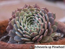 Rare Echeveria sp. Pinwheel Seeds - 20 Pack: Unveil Exotic Beauty in  Succulent