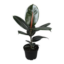 Burgundy Ficus Tree 16" Tall in 6" Pot - Air Purifying Easy Houseplant