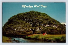 Postcard Hawaii Kahului HI Monkey Pod Tree 1964 Posted Chrome