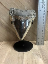 MEGALODON SHARK TOOTH Real Fossil - w/ DISPLAY STAND