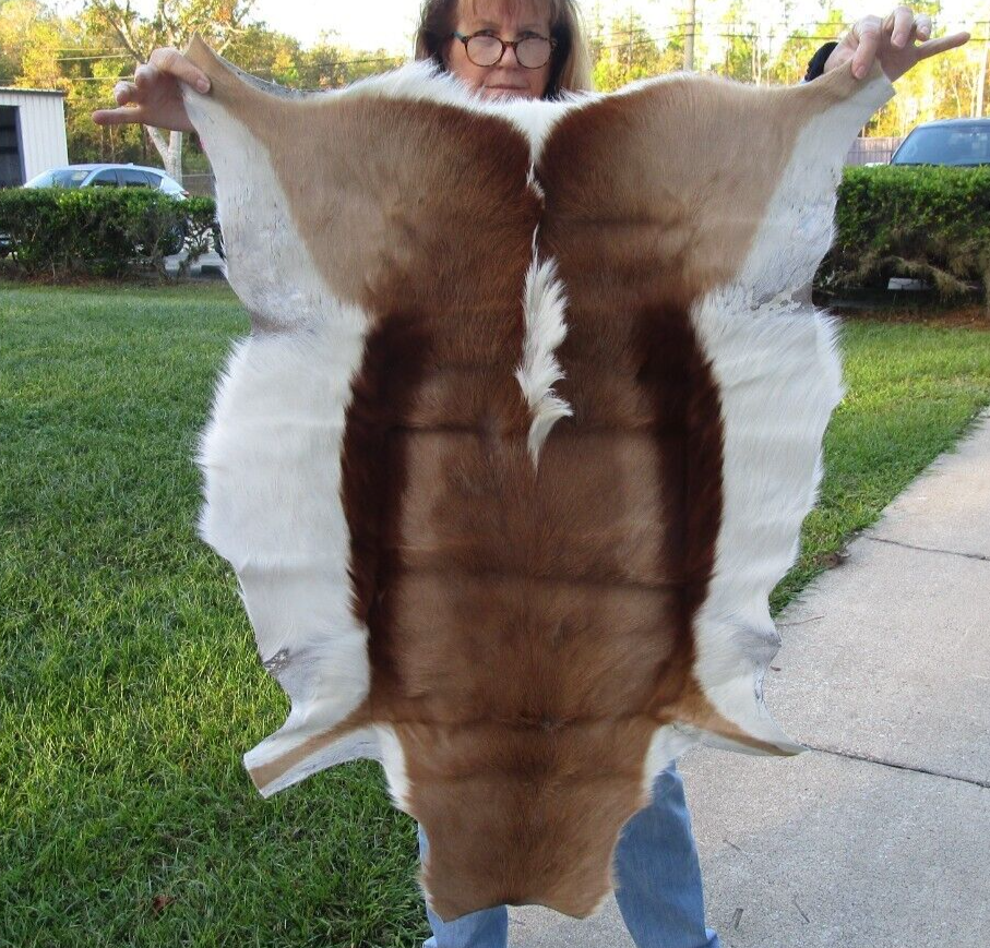 South African Springbok Skin, 30 x 42 Inches, Hide, Skin, Rug, Taxidermy # 49869