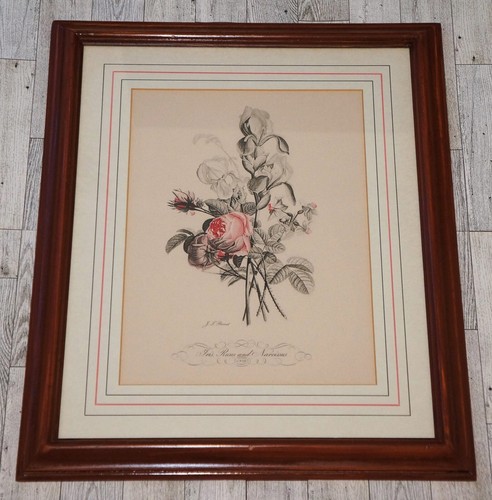 Rare Iris Roses and Narcissus No. 11 Hand Colored Botanical Print by JL Prevost - Picture 2 of 6