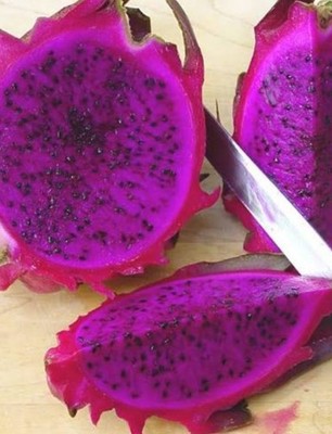 Florida Red Dragon fruit variety cutting. 25cm to 35cm big.