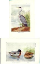 Stampa antica UCCELLI AIRONE CENERINO GERMANO REALE anatre 1925 Old print birds