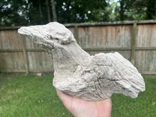 Texas 12" Natural Petrified Live Oak Wood Unique Bird Shaped Weathered Fossil