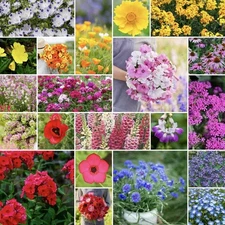 500+ Partial Shade Wildflower Seeds | Perennial, Annual  Non-GMO USA FREE SHIP