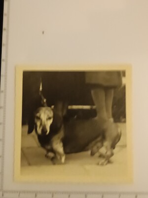 Foto Hund Dackel Teckel Dachshund Hound Dog Photo FC