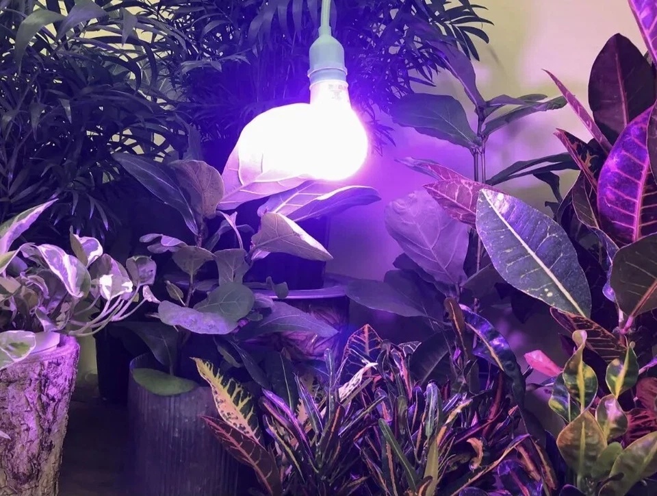 SmokePhonics Indoor Red & Blue Spectrum 6Ft Corded LED Lighting - Image 2 of 4