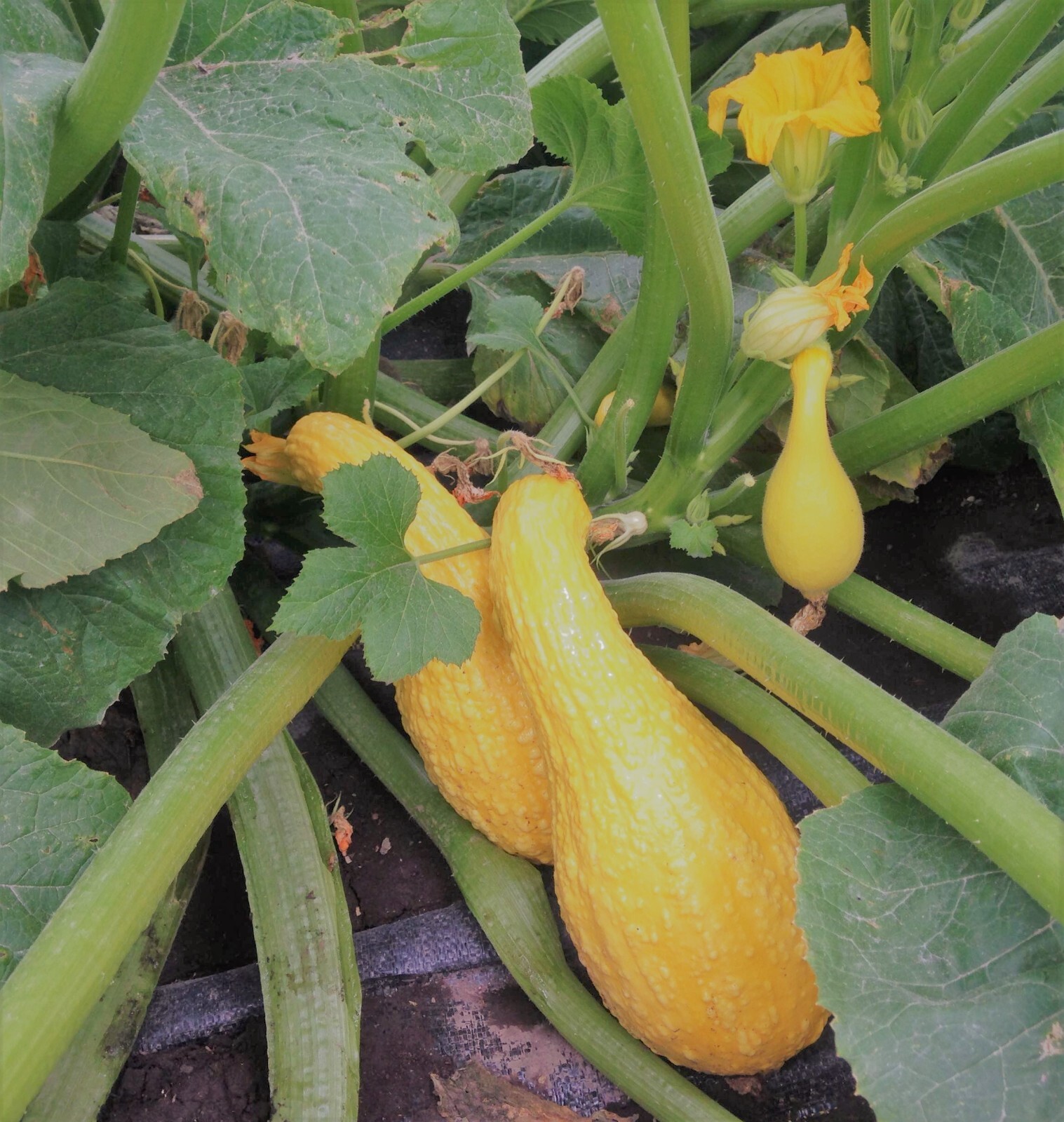 Squash Seeds,Golden Crookneck Squash, Heirloom, 100
