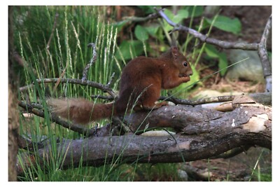 Das schöne rote Eichhörnchen.. Schottland, UK. 18'' x 12'' DRUCK - UK WILDLIFE