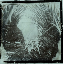 Vintage Magic Lantern Colour Glass Slide Coconut Tree  Au Post (9)