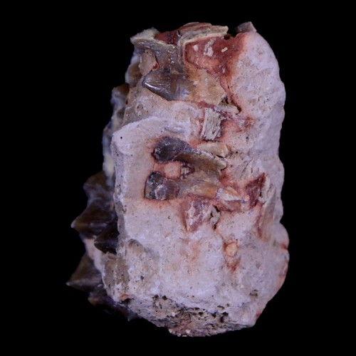 1.3" Oreodont Merycoidodon Fossil Jaw Tooth Bone Oligocene Age Badlands SD COA - Picture 7 of 9