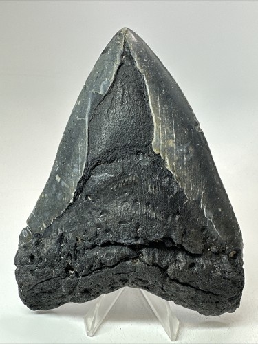 Dente di squalo megalodonte 5,44 pollici - enorme - fossile nero - autentico - vero 18371