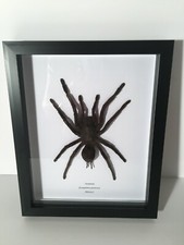 Extra Large Tarantula (Eurypelma spinicrus) Huge Spider Box Frame Taxidermy 