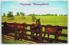 Vintage Postcard KY Thoroughbreds Horses Horse Farm c1976 -2263