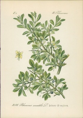 Chromolithographie : Felsen-Kreuzdorn. Rhamnus saxatilis L. Rhamneae. Hallier, D