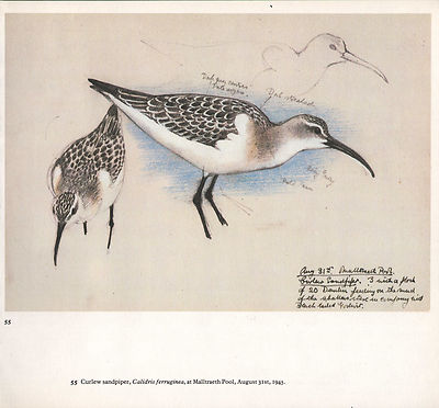Schöne Vintage Vogel Aufdruck~Curlew Sandpiper~Tunnicliffe