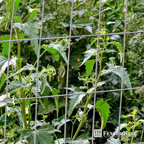 Fencer Wire Welded Wire Fence 5 ft. x 50 ft. 14-Gauge with Mesh 2 in. x 4 in. - Picture 9 of 10
