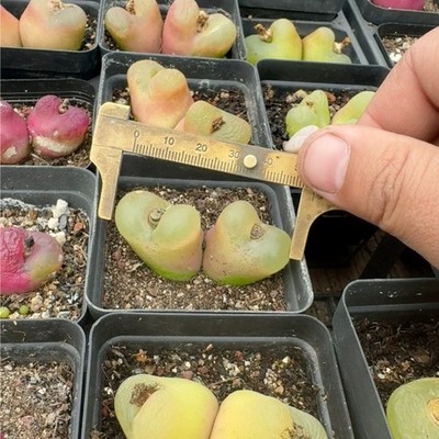 1PCS 4cm Seedgrowth maternalplant Conophytum maughanii Rare Garden Planting