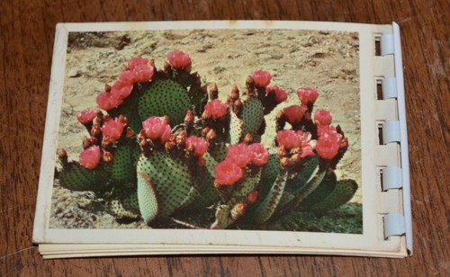 Mini juego de postales de colección MCM CACTUS & DESERT FLORA Petley Studios 10 colores naturales - Imagen 8 de 9