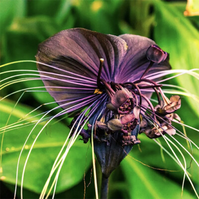 Bat Flower Plant Live Tacca Chantrieri Rare Indoor Houseplant In 4