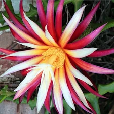 Fishbone Cactus 鱼骨(Epiphyllum anguliger) Fresh Cutting (4 In No Root)