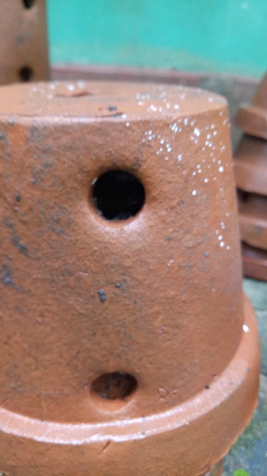 Fresh pure Natural  Clay Flower pots  Beautiful plants  New - Image 2 of 4