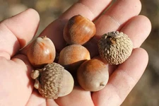 Swamp White Acorns Quercus bicolor Fresh 2025 Harvest Capless Clean Tested