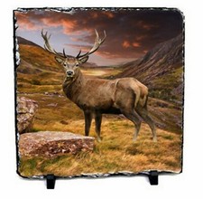 Best of British Wildlife Printed onto Slate