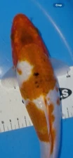 11 Inch Kohaku  Koi, Kuronuma Black Swamp Koi Farms