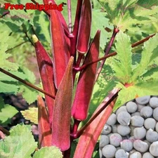Red Burgundy Okra Seeds | Red Velvet Okra, Royal Burgundy Okra, Okra Seeds