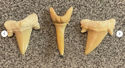 GRUPPE VON 3 x FOSSILISIERTEN PRÄHISTORISCHEN HAIZÄHNEN, TOP ZUSTAND.