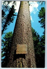 c1960 Oregon Postcard Mammoth Sugar Pine Rogue River National Forest Union Creek