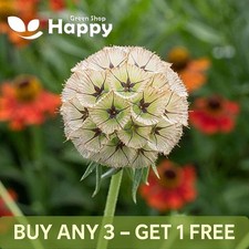 STARFLOWER PINCUSHIONS DRUMSTICK - 15 SEEDS - Scabiosa stellata -